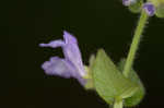 Small skullcap